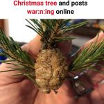 Unbelievable Discovery: Praying Mantis Eggs Found in Christmas Tree