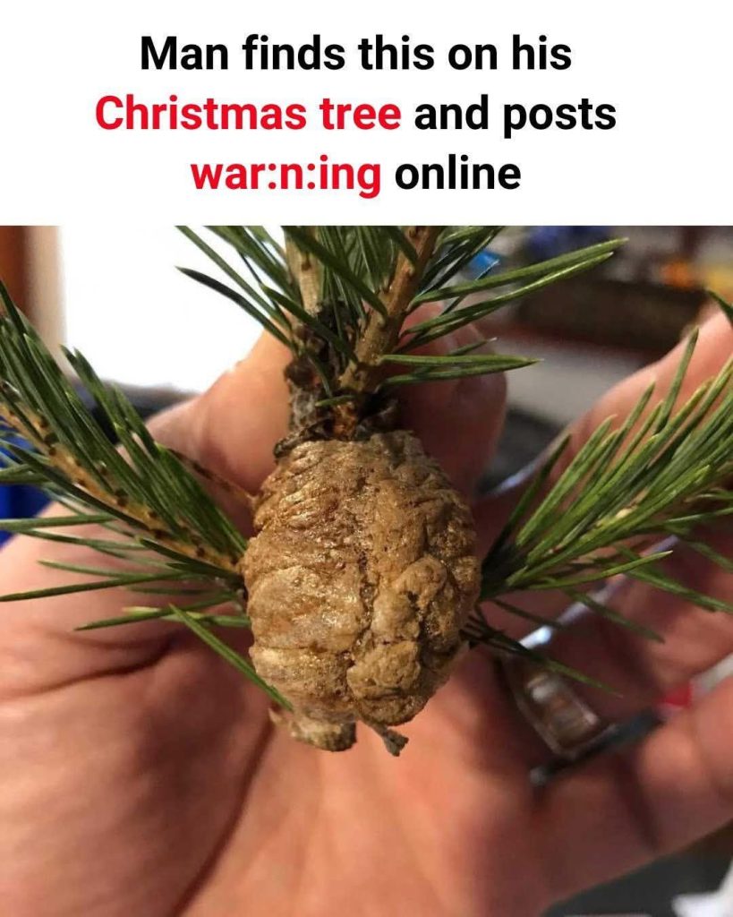 Unbelievable Discovery: Praying Mantis Eggs Found in Christmas Tree