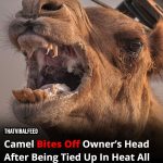 Camel Bites Off Owner’s Head After Being Tied Up In Heat All Day