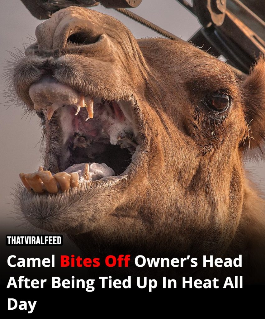 Camel Bites Off Owner’s Head After Being Tied Up In Heat All Day