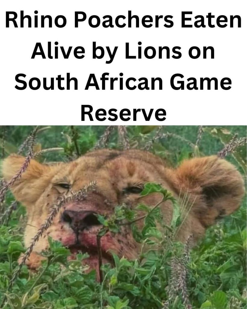 Lions Eat Rhino Poachers in South African Game Reserve