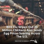 Twenty Million Chickens Are Killed By Bird Flu in the US, Which Also Drives Up Egg Prices Nationwide