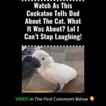 (VIDEO) Watch This Cockatoo Hilariously Tell Dad About the Cat – You Won’t Believe What Happens! LOL, I Can’t Stop Laughing!