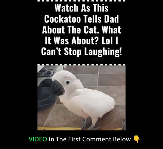 (VIDEO) Watch This Cockatoo Hilariously Tell Dad About the Cat – You Won’t Believe What Happens! LOL, I Can’t Stop Laughing!