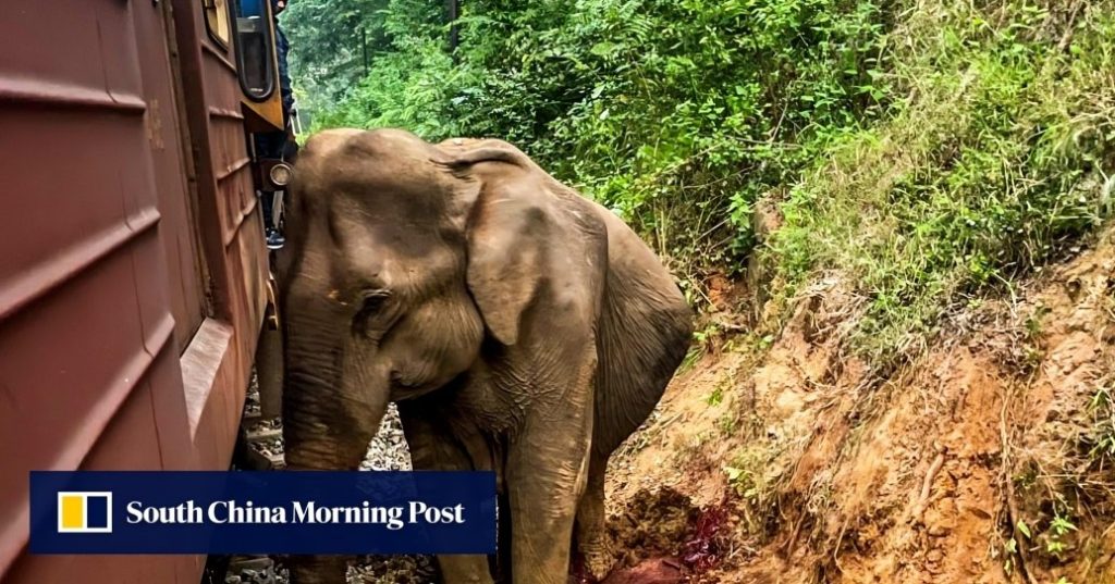 Six elephants dead after being hit by train in Sri Lanka