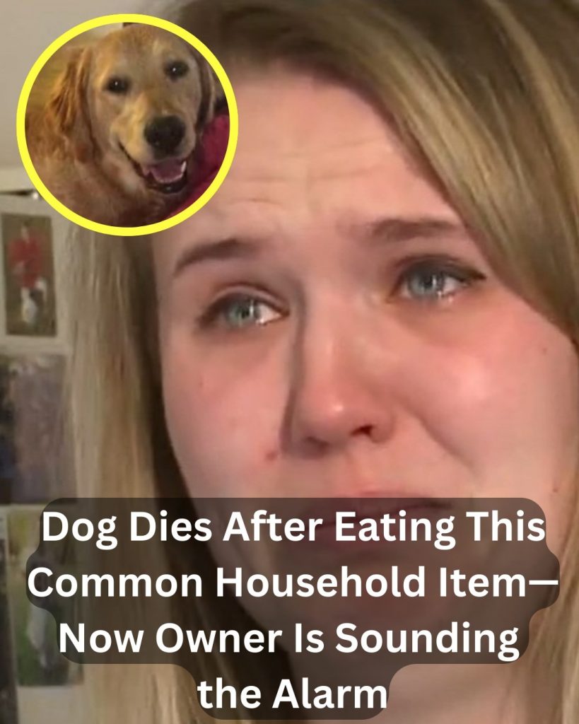 Dog D*es After Eating This Common Household Item—Now Owner Is Sounding the Alarm