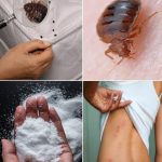 Bedbugs: Simple Methods to Eradicate Them from Your Home